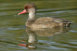 Red-crested Pochard