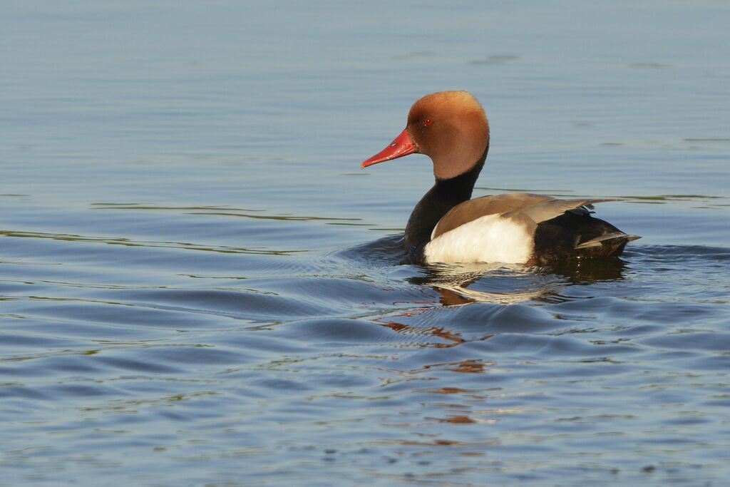 Nette rousse mâle adulte nuptial, identification