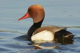 Red-crested Pochard