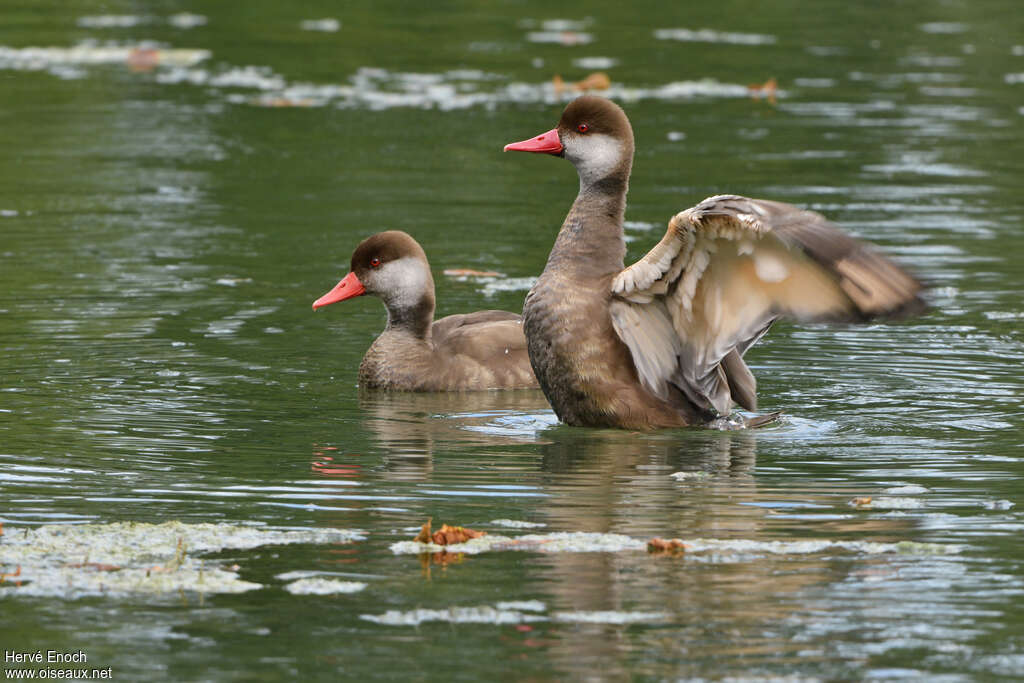 Nette rousse mâle adulte internuptial, identification