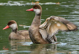 Red-crested Pochard