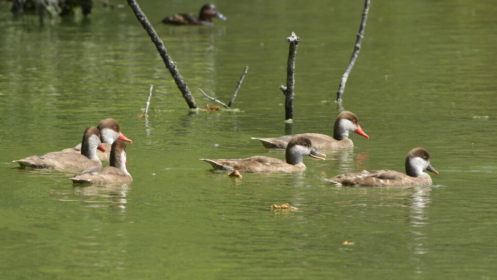 Red-crested Pochardadult post breeding, swimming