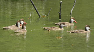 Red-crested Pochard