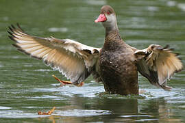 Red-crested Pochard