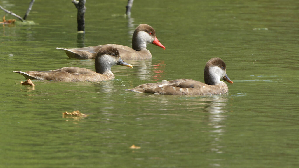 Red-crested Pochardadult post breeding