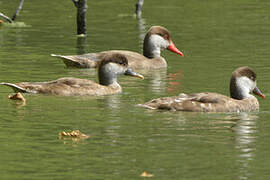 Red-crested Pochard