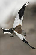 White-winged Snowfinch