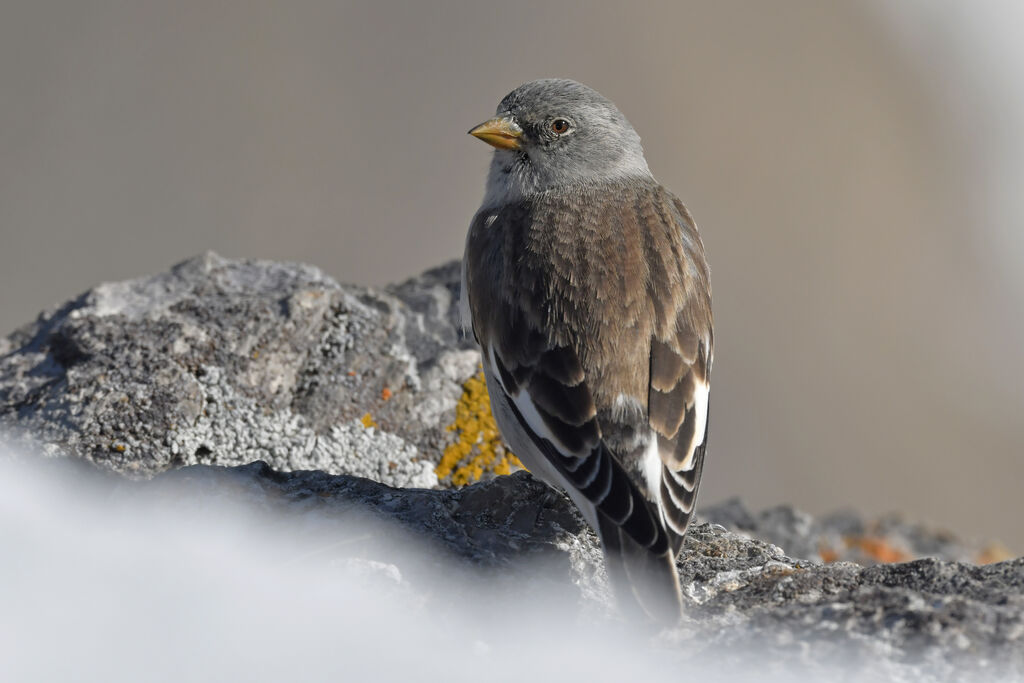 White-winged Snowfinchadult post breeding, identification