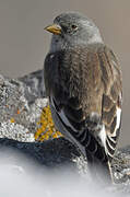 White-winged Snowfinch