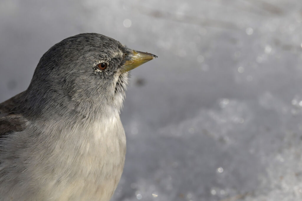 White-winged Snowfinchadult post breeding, close-up portrait