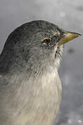 White-winged Snowfinch