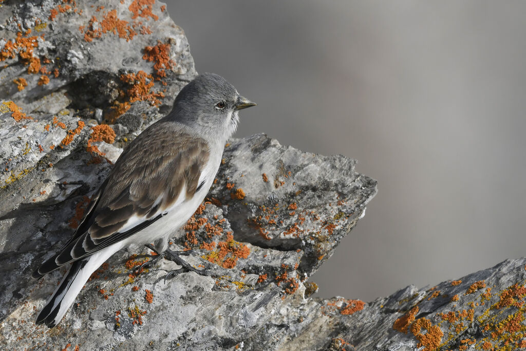 White-winged Snowfinchadult post breeding, identification