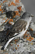 White-winged Snowfinch