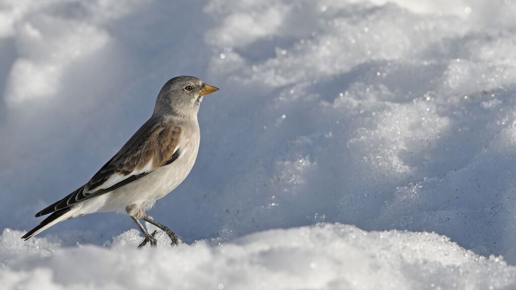 White-winged Snowfinchadult post breeding, identification