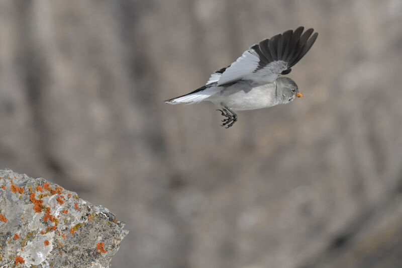 White-winged Snowfinchadult post breeding, Flight