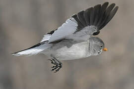 White-winged Snowfinch