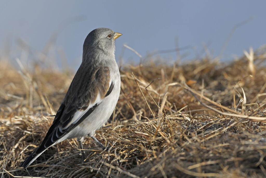 White-winged Snowfinchadult post breeding, identification