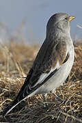 White-winged Snowfinch