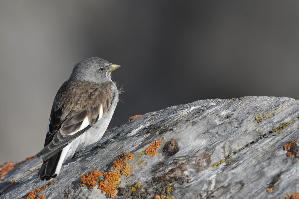 Niverolle alpineadulte