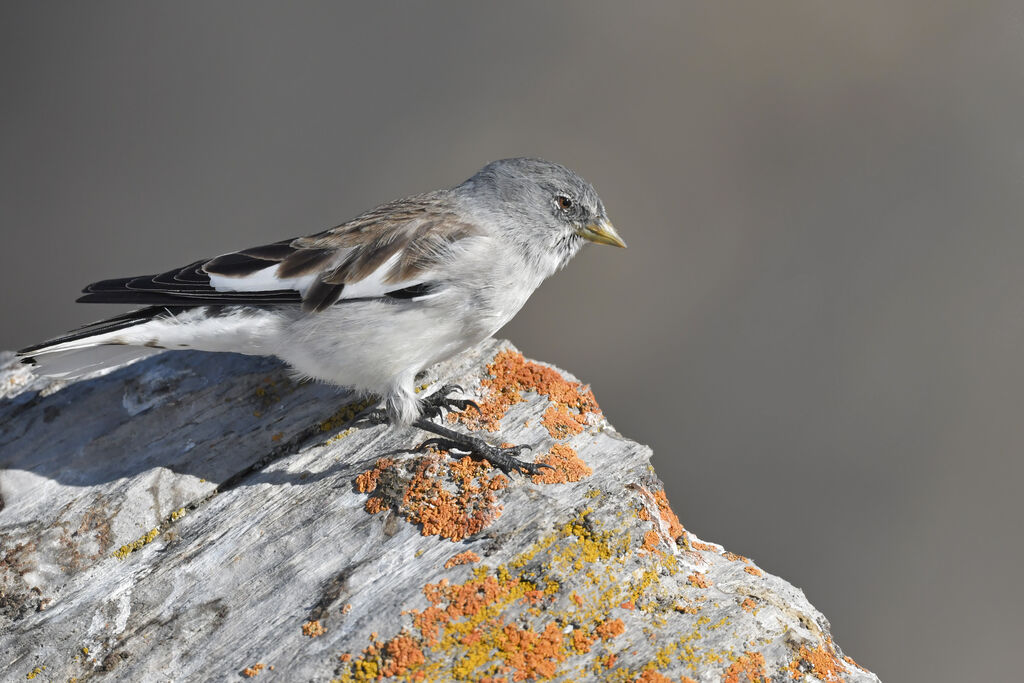 White-winged Snowfinchadult post breeding, identification