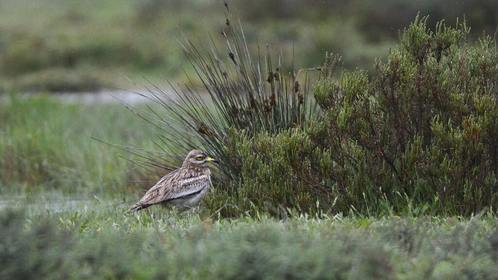 Eurasian Stone-curlew