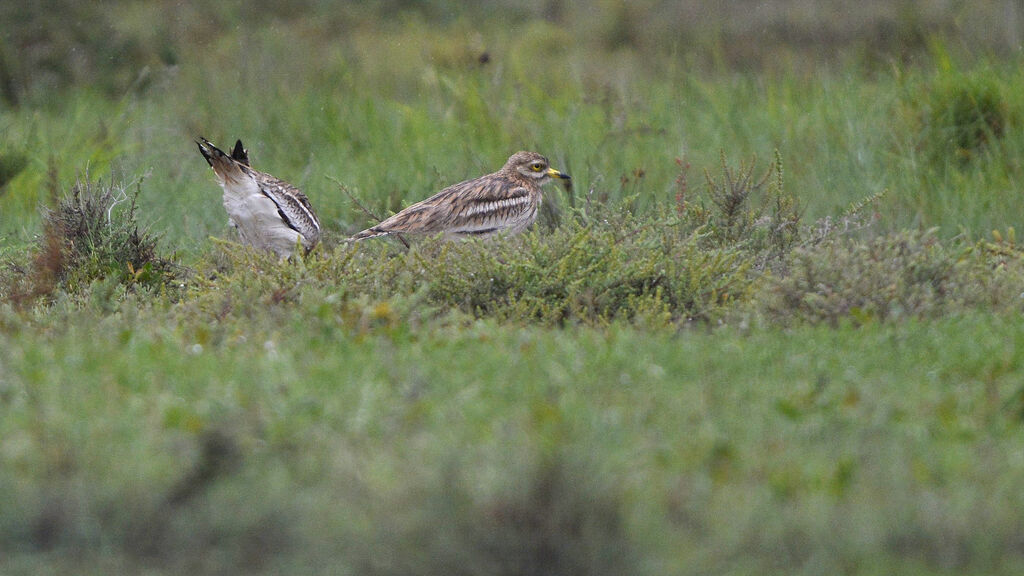 Eurasian Stone-curlew