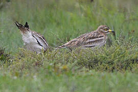 Eurasian Stone-curlew