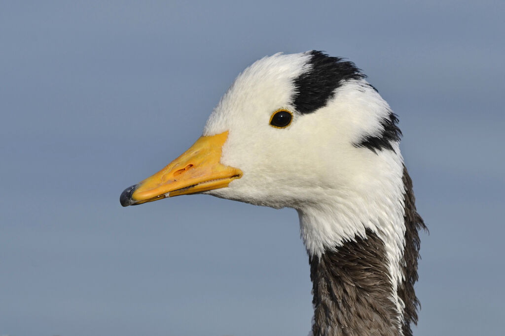 Bar-headed Goose, identification