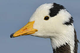 Bar-headed Goose