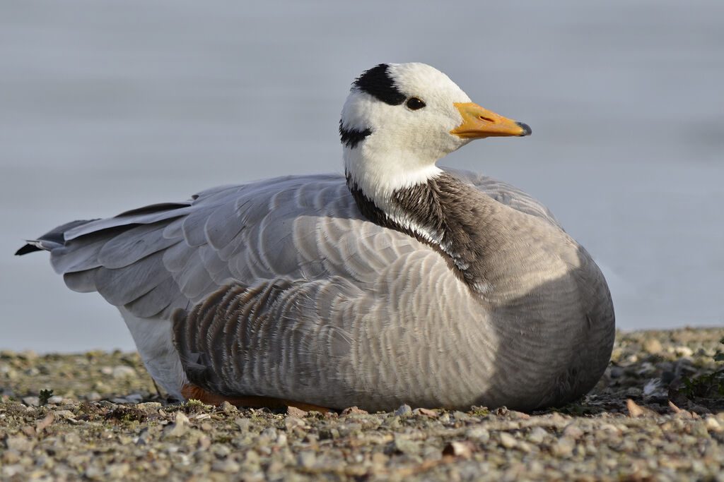 Bar-headed Gooseadult, identification