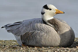 Bar-headed Goose