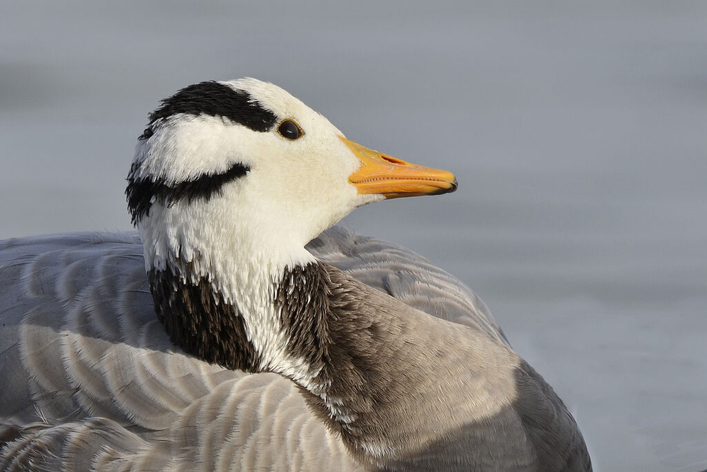 Bar-headed Goose