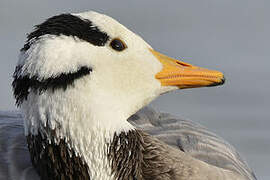 Bar-headed Goose