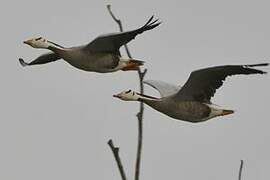 Bar-headed Goose