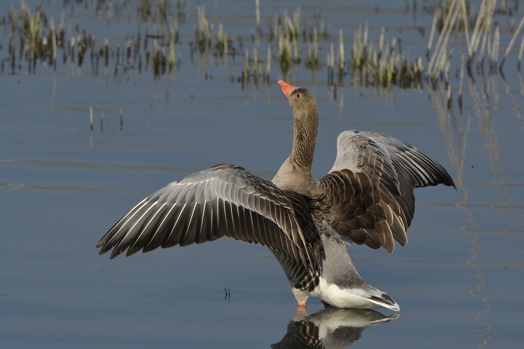 Greylag Goose, identification