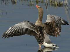 Greylag Goose