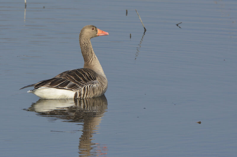 Greylag Goose, identification