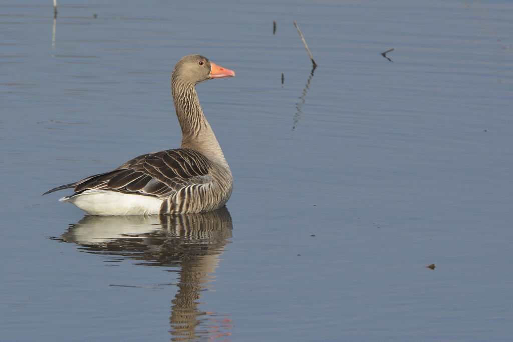 Oie cendrée, identification