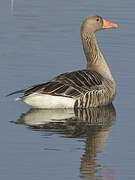 Greylag Goose