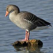 Greylag Goose