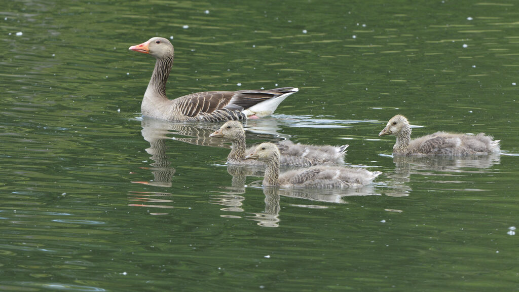 Greylag Goose