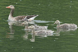 Greylag Goose