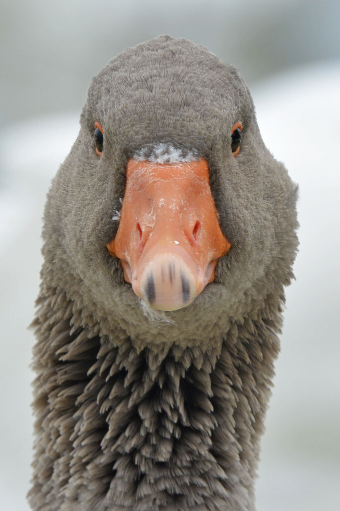 Greylag Gooseadult