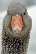 Greylag Goose