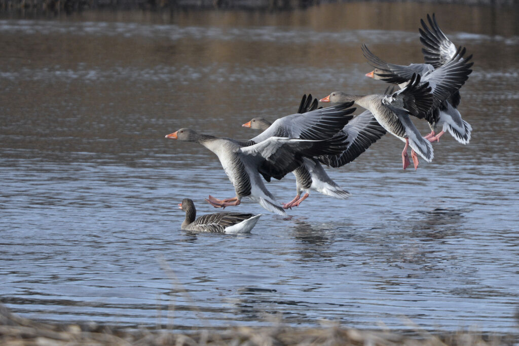 Greylag Goose, Flight