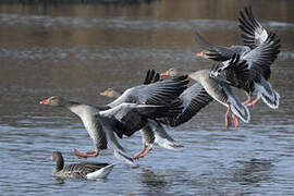 Greylag Goose