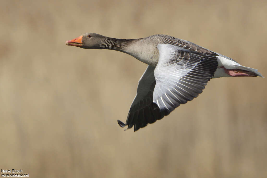 Greylag Gooseadult, Flight