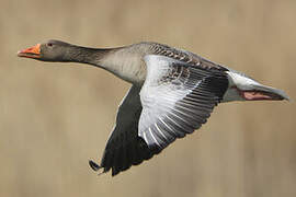 Greylag Goose