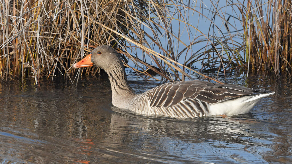 Oie cendréeadulte, identification