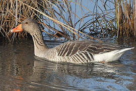 Greylag Goose